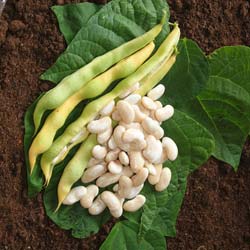 Bigourdan French Climbing Beans